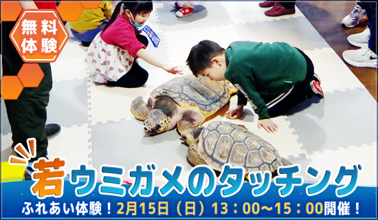 ウミガメの甲羅みがき