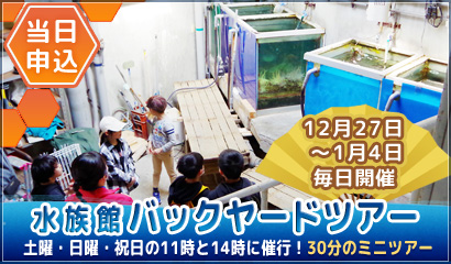 水族館バックヤードツアー