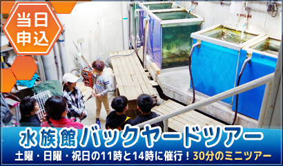 水族館バックヤードツアー