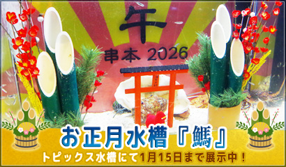 正月トピックス水槽