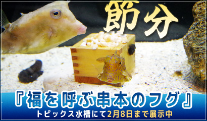 トピックス水槽