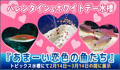 トピックス水槽