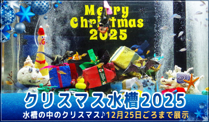 トピックス水槽