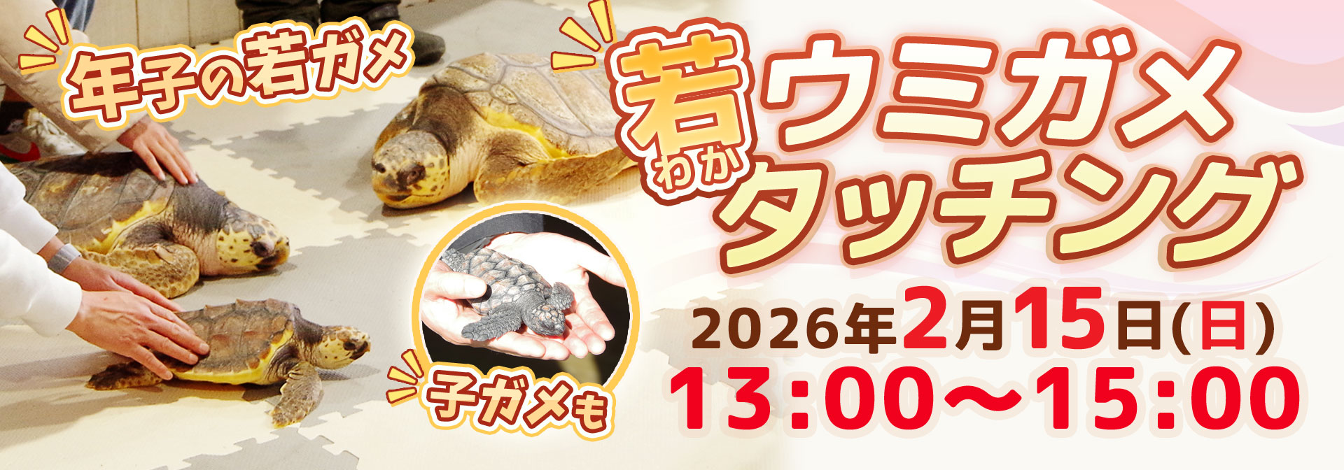 ウミガメ甲羅磨き