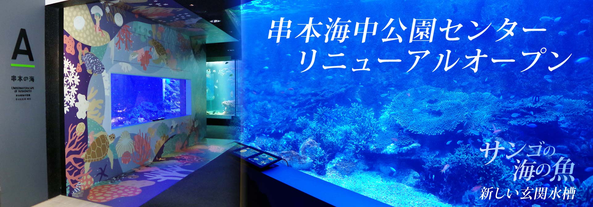 玄関水槽リニューアル