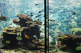 水族館　Ａゾーン 「串本の海」大水槽