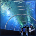 icon_summer_aquarium2.jpg