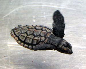 �A�J�E�~�K���̎q��