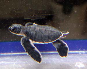 �A�I�E�~�K���̎q��