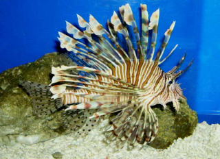 �n�i�~�m�J�T�S