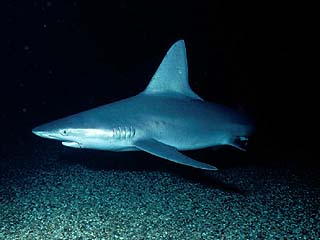 ���W���U��