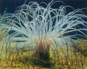 �����T�L�n�i�M���`���N