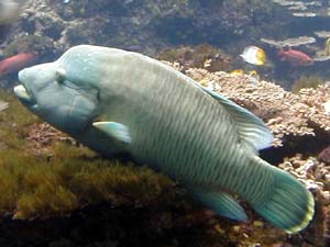 メガネモチノウオ