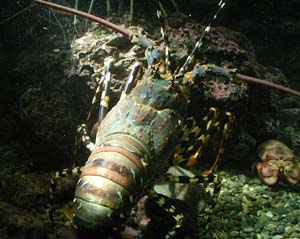 �j�V�L�G�r