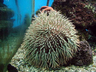 �I�j�q�g�f