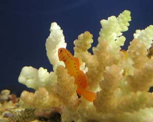 串本海中公園／水族館の人気者／セアカコバンハゼ