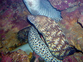 【ぐぅたらウツボ】 Destroying the kitchen!! I'll butcher a lively moray eel and make