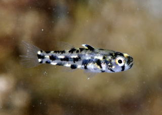 串本海中公園／水族館の人気者／ゴマハゼ