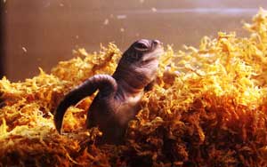 2017年に生まれたアオウミガメ