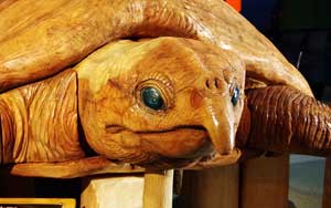 アーケロンヘッド