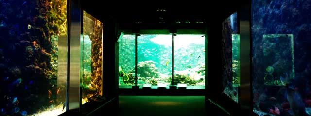 串本の海を再現した大水槽