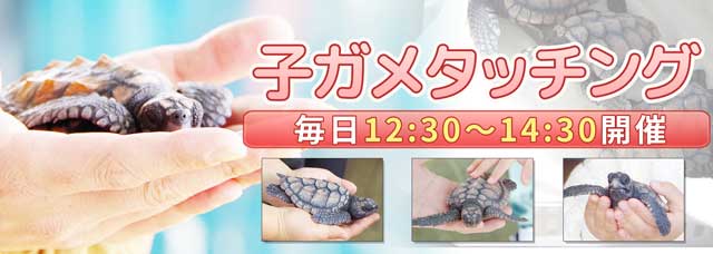 �q�K���^�b�`���O