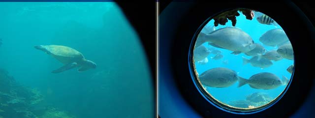 �C���W�]���̑�