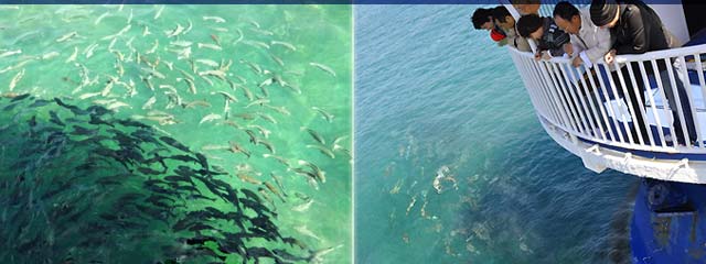 ���W�i�̌Q��