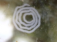 P1244700.JPGのサムネール画像