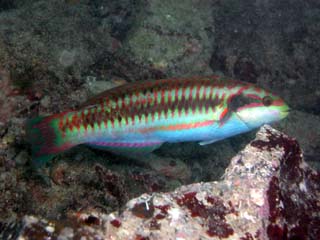 �j�V�L�x��