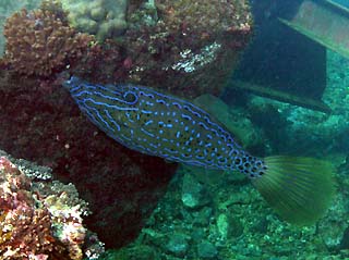 �\�E�V�n�M